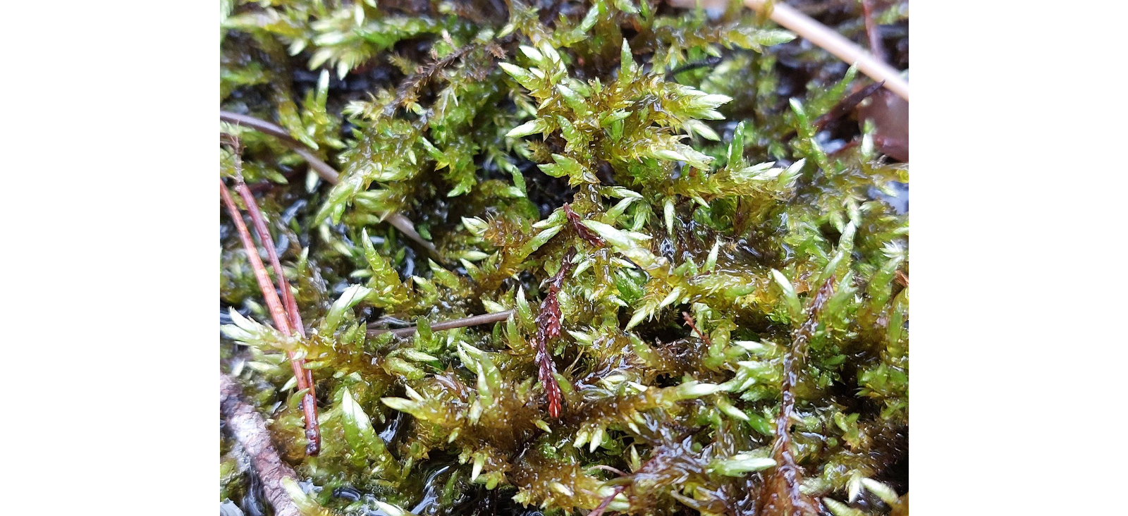 ���������� ����������