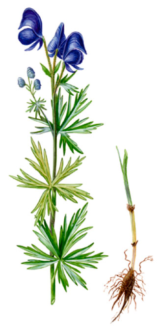 ����� �����