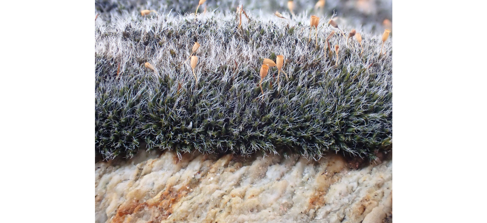 ������� ���������