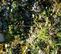 ������ �����������