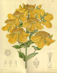 �������� �������