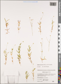 ���������� ���������