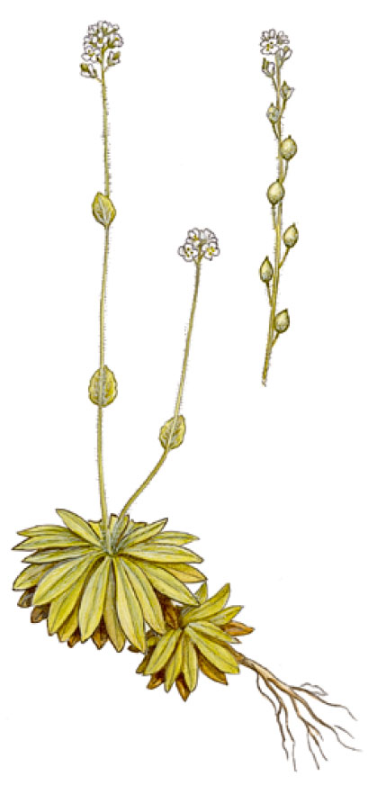 ������ �����������