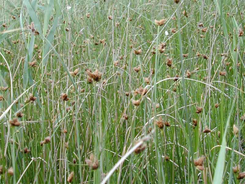 ����������� ����������������