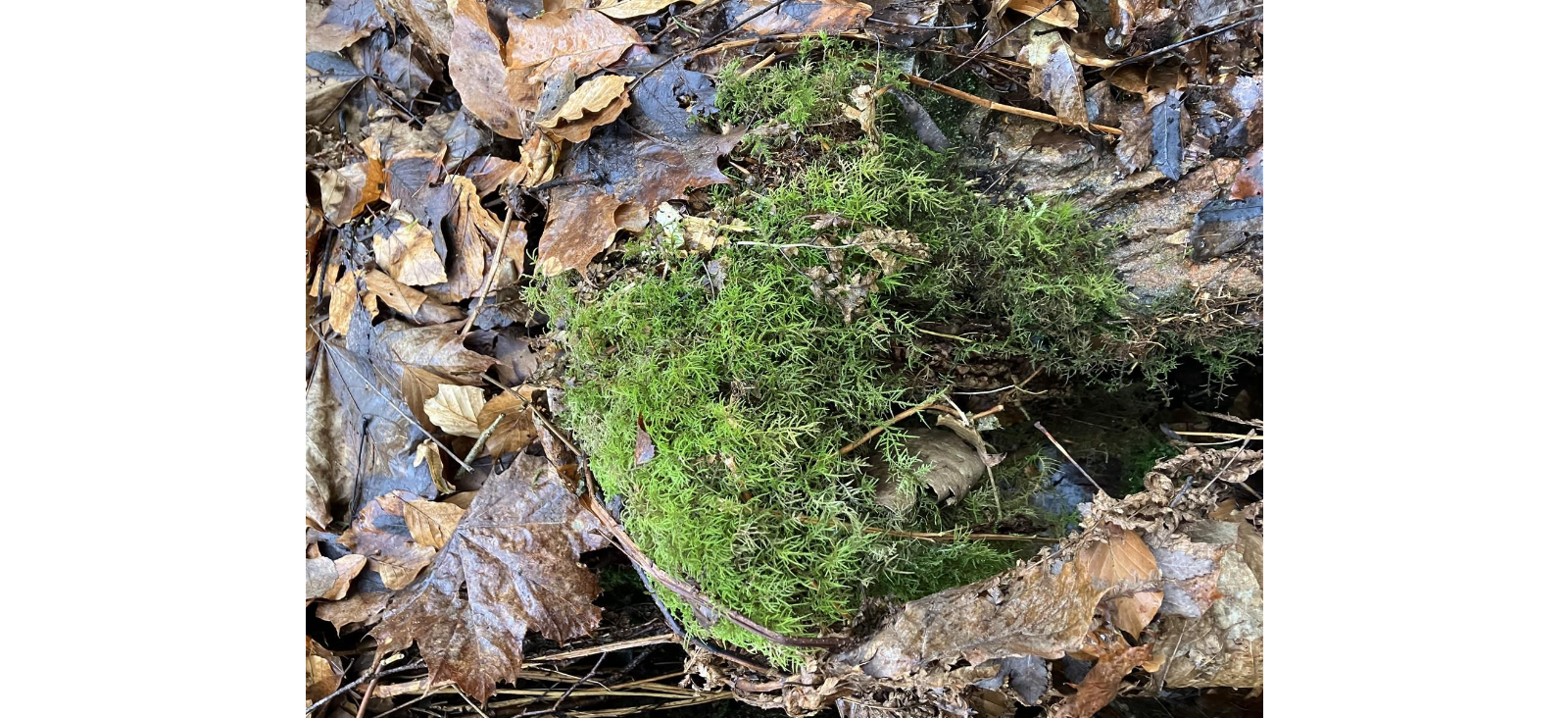 �������������� �������