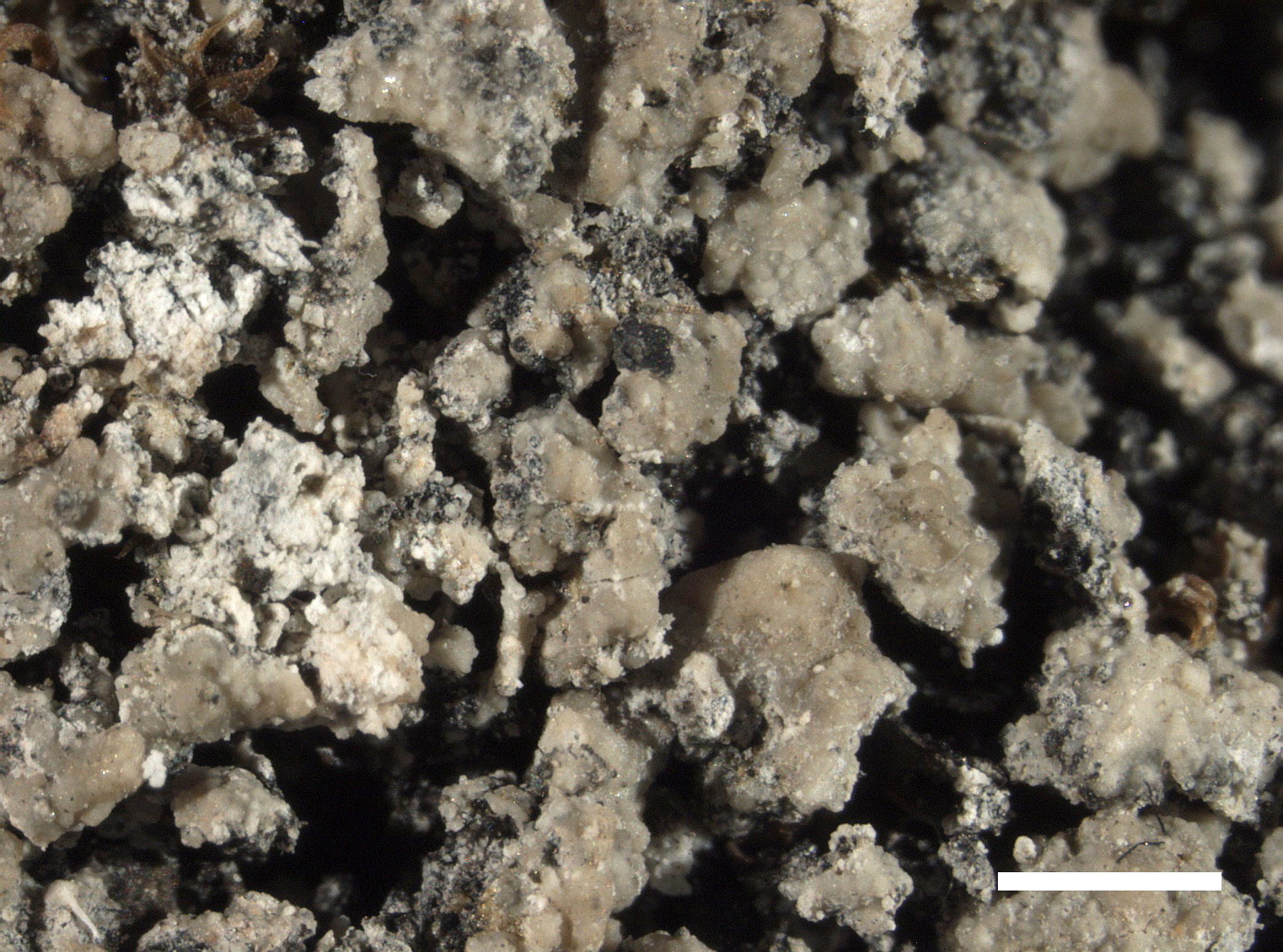 Agonimia gelatinosa