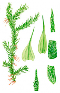 ������������ �����������