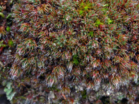 ������������� ����������