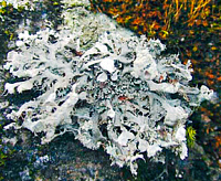 ������������ ������ ����������