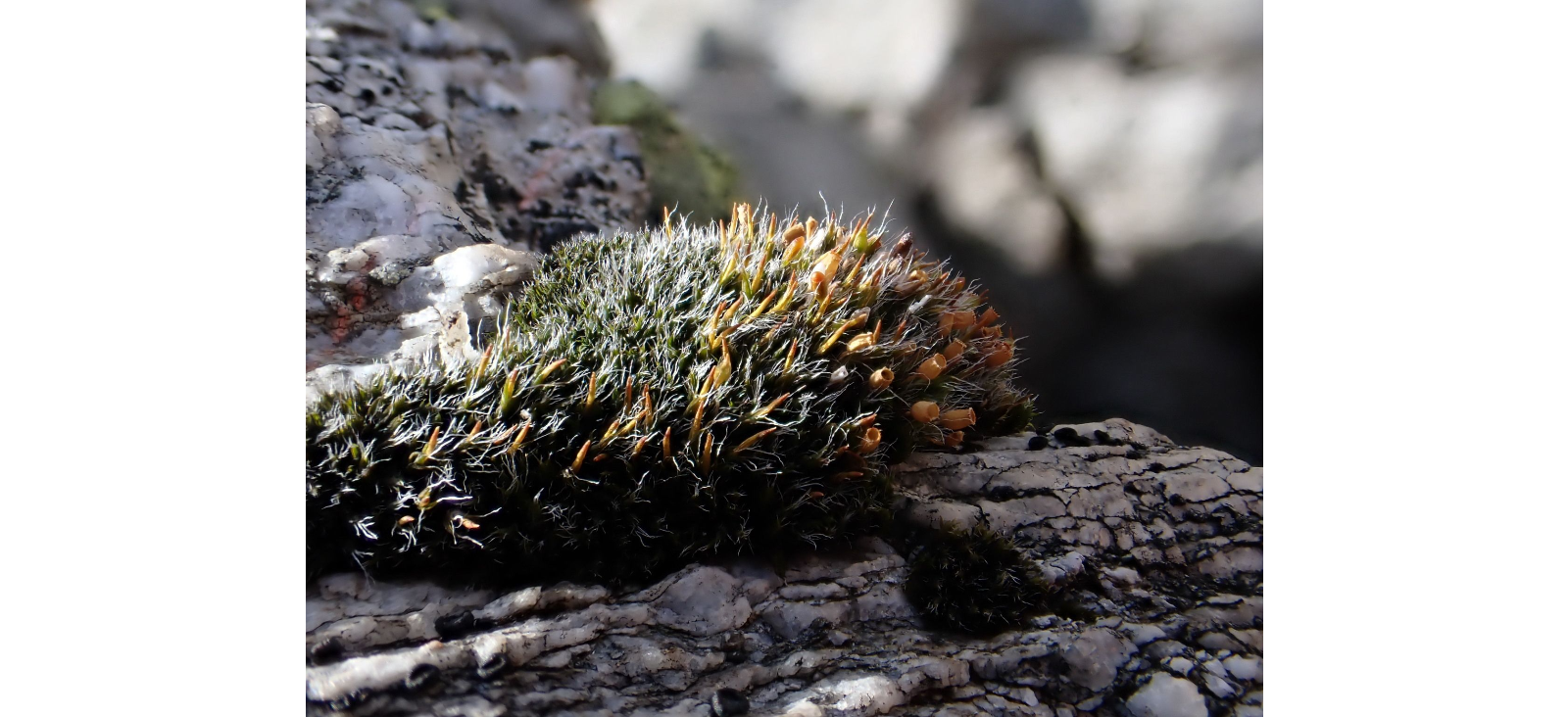 ������� ����������