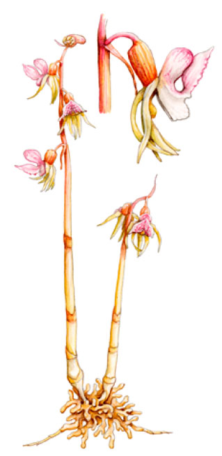 ����������� ����������