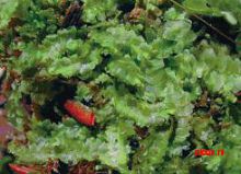 ��������� �������