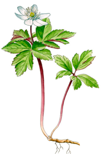 ��������� ��������� (����������� ���������)