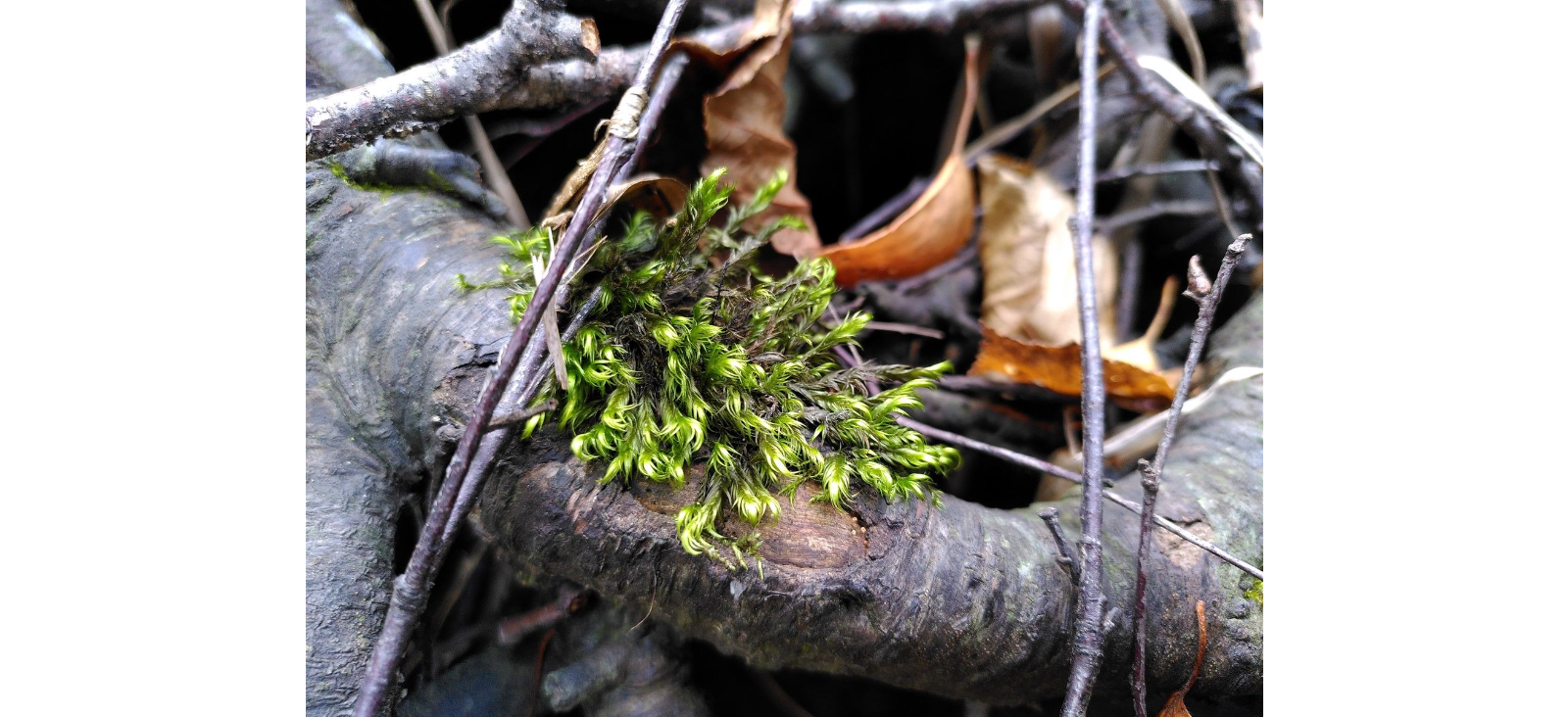 �������� �����������