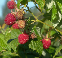 ������ ���������