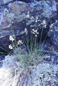 �������� ������� ������