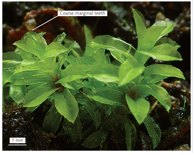 ������������ ������������