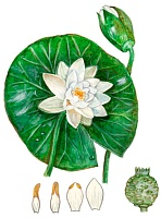 �������� �����������