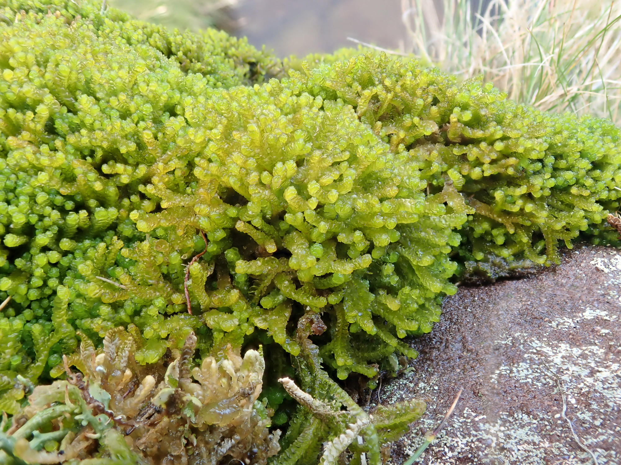 ������������� ������