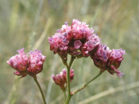 ������ ����������