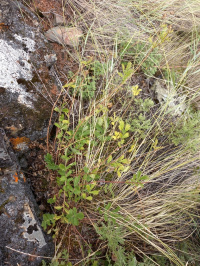 �������� ��������������