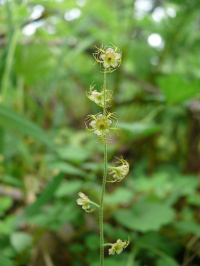 ������� �����