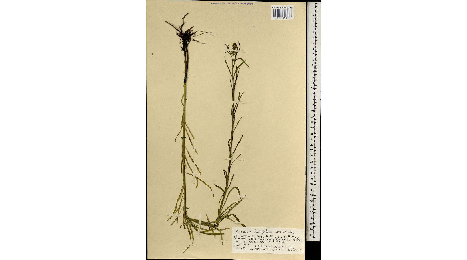 ���������� �������������