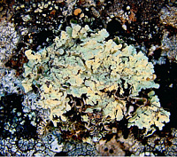 ����������� ���� (�������� ����) 