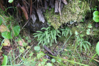 �������� �������