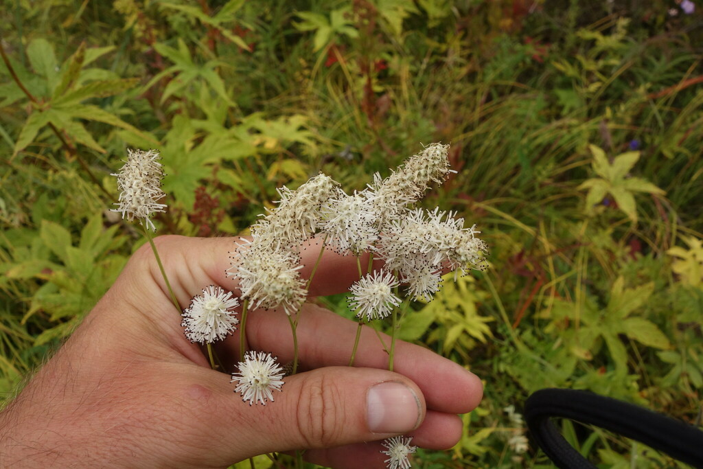 ����������� ������������