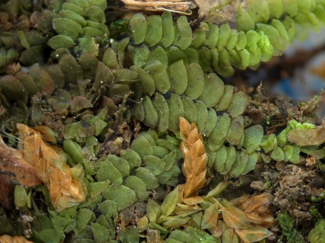 ���������� �����������������