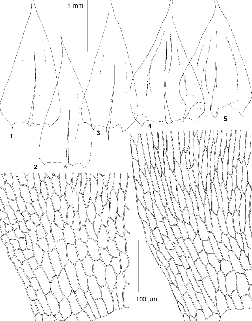 ����������� �����