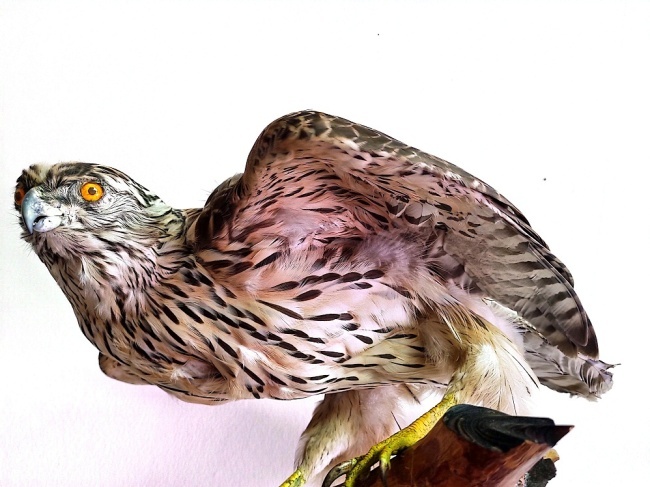 ������-������������