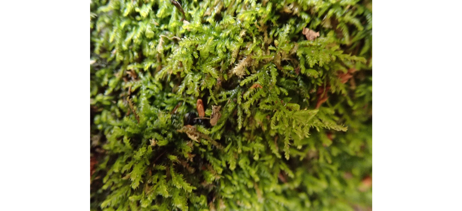 ��������������� ���������