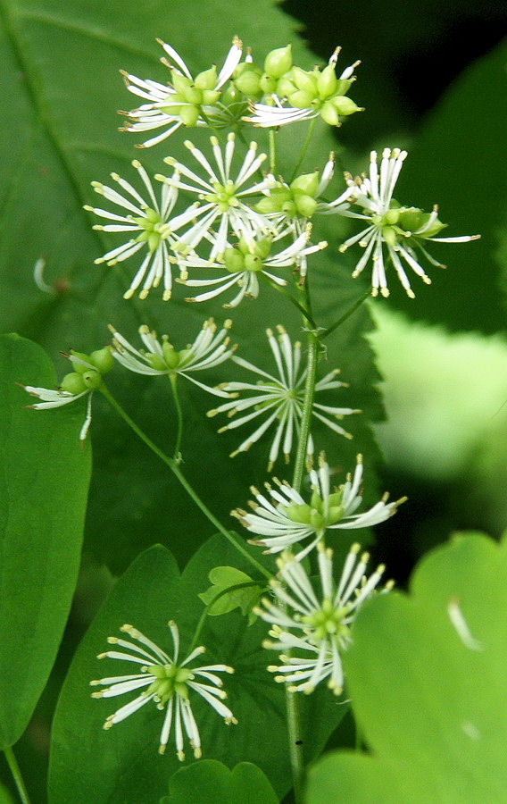 ����������� �����������