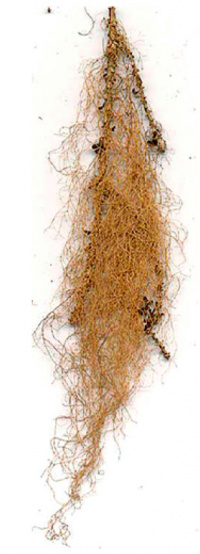 ������� ������������