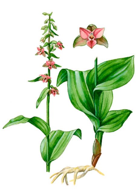 ������� ������������