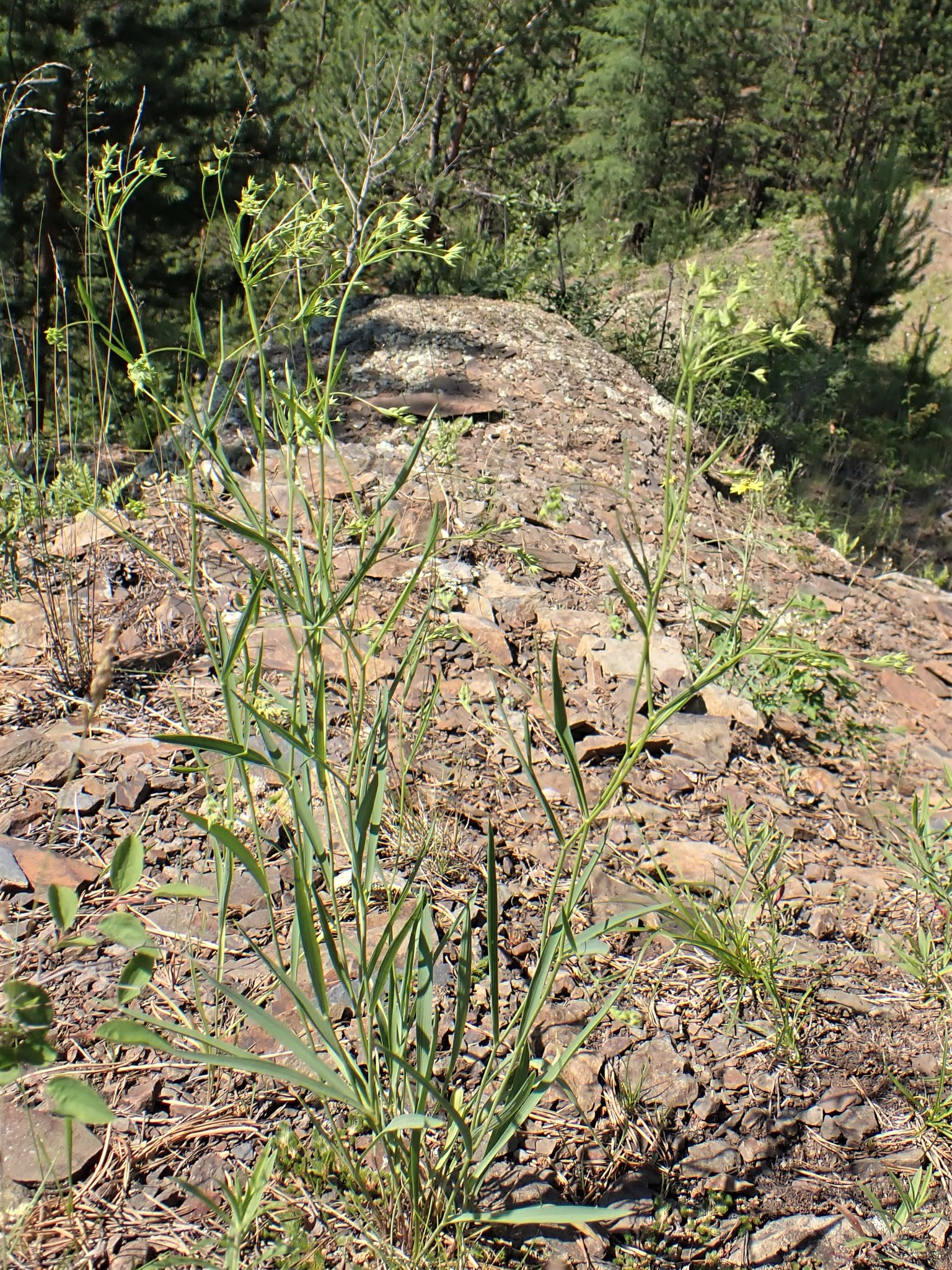 ��������� ���������������