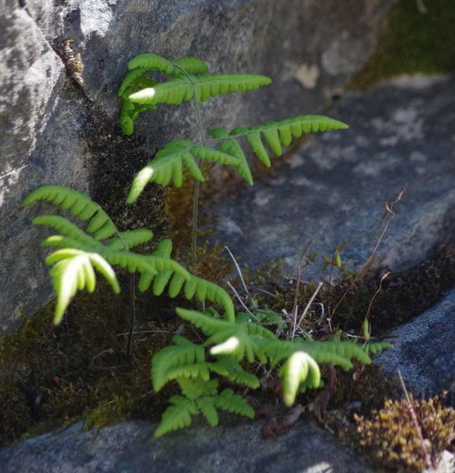 ���������� ���������������