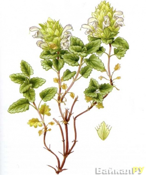 ������������ ������