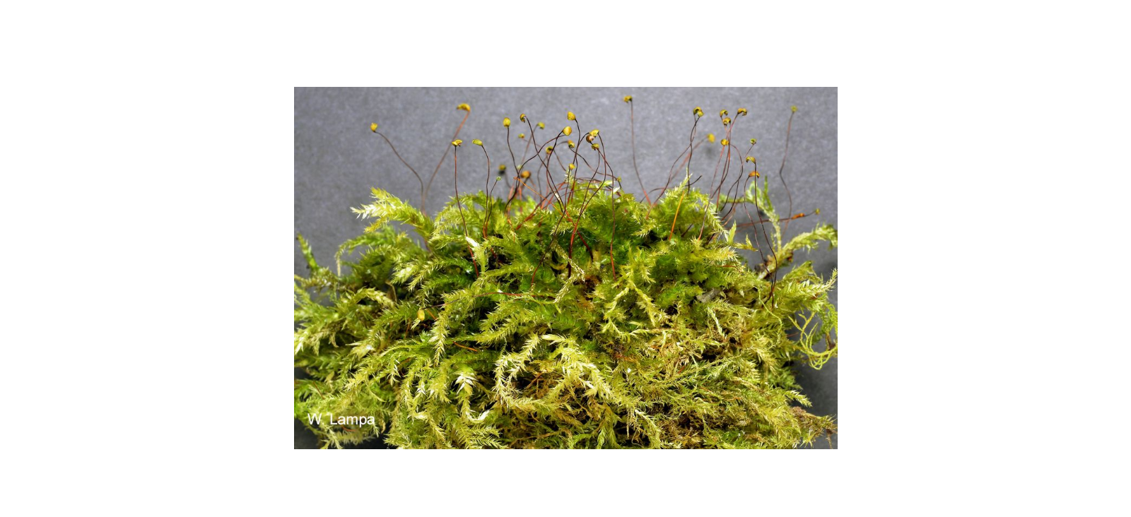 ����������������� ������