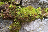 ���������������� ������������