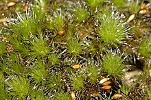 �������� �������