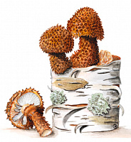 ������������ �����������