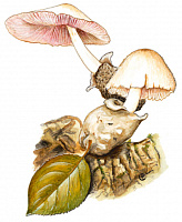 ������������ ���������