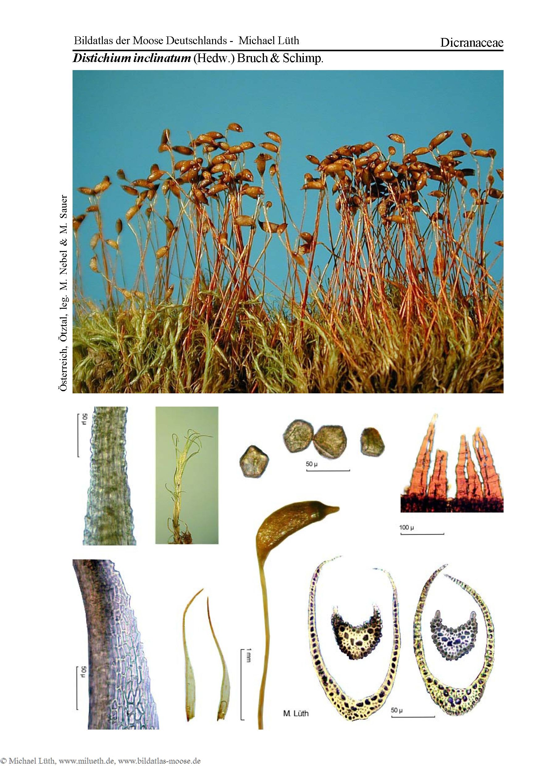 ��������� �����������