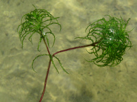 ����� �����