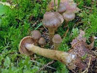 Calonarius rapaceoides