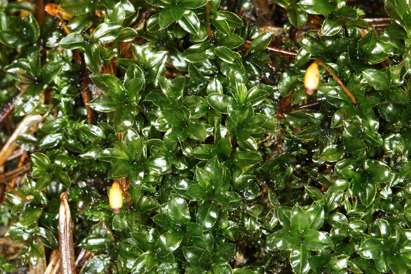 ����� ���������������