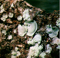 ���������� ������������